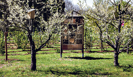 Nützlinge freuen sich im Frühling über ein Insektenhotel, Vögel über Nistkästen im Garten.  