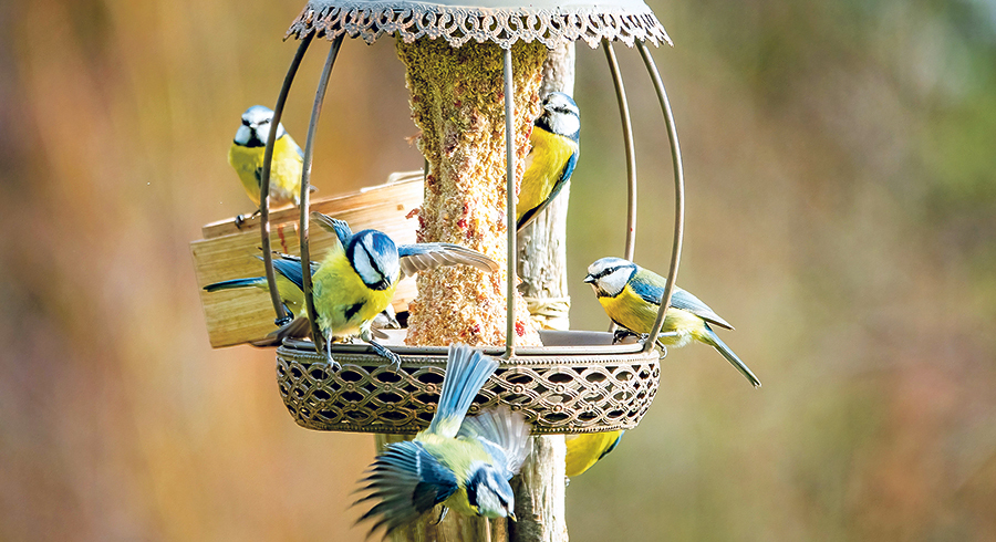 An die 27.000 Menschen in ganz Österreich beteiligten sich an der Vogelzählung. Die Lebendigkeit an den Vogelhäusern macht vielen Freude.   