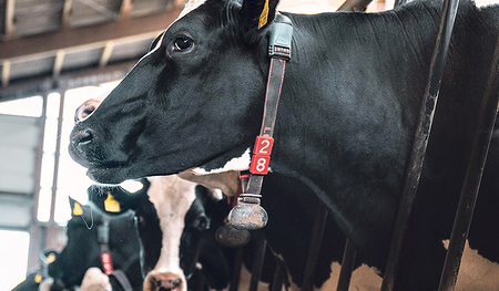 Bei Tierhaltung und Tierschutz stehen viele politische Entscheidungen an.     							