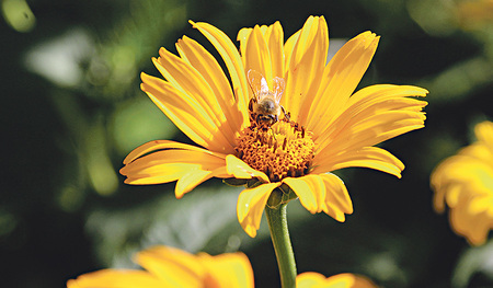 „Der Garten ist auch ein Ort der Hoffnung, wenn ich im Herbst die Blumenzwiebeln einsetze und darauf bauen kann, dass im Frühling etwas erblüht“, sagt Elisabeth Rathgeb.