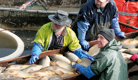 Prälat Conrad Müller o. praem. (rechts vorne) arbeitet mit, wenn die lebenden Karpfen nach alter Tradition aus dem Teich in den Fischhälter gebracht werden.