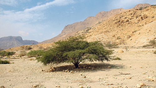 Die Kargheit der Wüste kann für den Glauben fruchtbar sein. / nie/kiz Die Kargheit der Wüste kann für den Glauben fruchtbar sein.