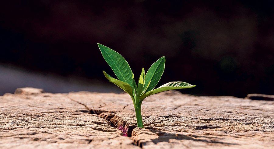 „Doch aus dem Baumstumpf Isais wächst ein Reis hervor, ein junger Trieb aus seinen Wurzeln bringt Frucht.“ (Jesaia 11,1) / jes2uphoto / Adobe Stock „Doch aus dem Baumstumpf Isais wächst ein Reis hervor, ein junger Trieb aus seinen Wurzeln bringt Frucht.“ (Jesaia 11,1)