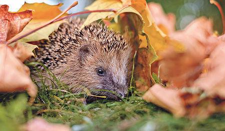 Igel fressen sich im Herbst eine Fettschicht an, um dann in einem frostsicheren und warmen Nest den Winter zu verbringen. 