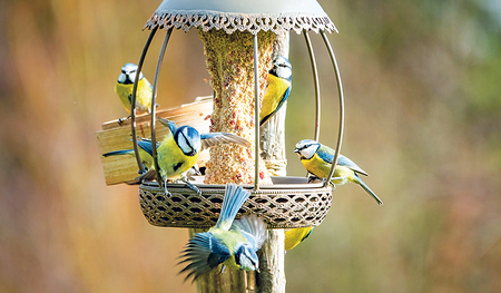 An die 27.000 Menschen in ganz Österreich beteiligten sich an der Vogelzählung. Die Lebendigkeit an den Vogelhäusern macht vielen Freude.   