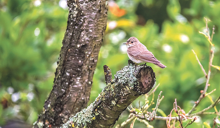 Bei den Franziskanerinnen von Vöcklabruck verbindet sich das Stundengebet mit Vogelgezwitscher vor dem Haus.