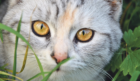 Katzen sind die beliebtesten Haustiere und sind schon ziemlich lange  mit uns Menschen unterwegs.