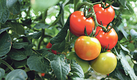Tomate, Paradeiser, Liebes-, Gold- oder Paradiesapfel: Das rote Gemüse hat viele Namen. 33 Kilogramm essen die Österreicher/innen pro Jahr davon. 