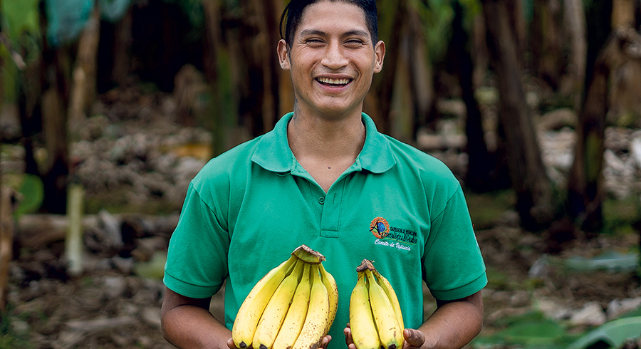 Fairtrade-Bananen aus Ecuador, die in Österreichs Lebensmittelregalen landen. / Fairtrade Österreich Fairtrade-Bananen aus Ecuador, die in Österreichs Lebensmittelregalen landen.