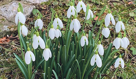 Bitte nicht pflücken! Schneeglöckchen und viele andere Frühlingsboten gedeihen am besten in der Wiese.