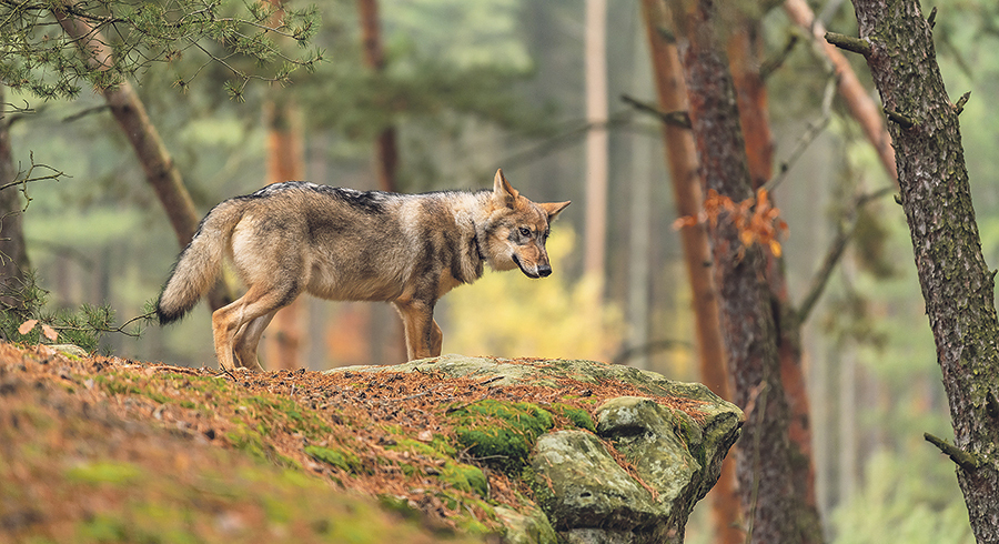 Der Wolf wohnt in jedem von uns, ebenso wie das Lamm. Sie können Frieden finden miteinander, verheißt Jesaja. / vaclav/Adobe Der Wolf wohnt in jedem von uns, ebenso wie das Lamm. Sie können Frieden finden miteinander, verheißt Jesaja.