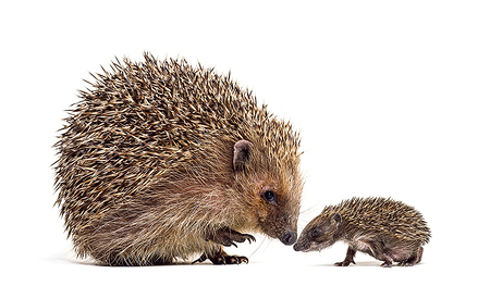 Igel bekommen im Schnitt zwei bis zehn Junge. 