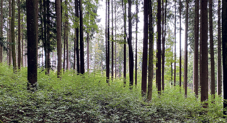 Die Diözese Linz will ihre Wälder mit nachhaltigen Bewirtschaftungsmethoden klimafit machen und die Biodiversität fördern. / Diözese Linz / Stefan Kaltenbrunner Die Diözese Linz will ihre Wälder mit nachhaltigen Bewirtschaftungsmethoden klimafit machen und die Biodiversität fördern.