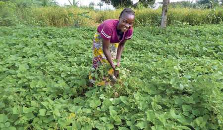 Zur Verbesserung der Bodenfruchtbarkeit werden Leguminosen (Hülsenfrüchte, im Bild Juckbohne) angebaut. Ein wichtiger Teil des Landwirtschaftsprojekts der Caritas in der DR Kongo ist „Alley Cropping“, eine Anbaumethode der Agroforstwirtschaft. 