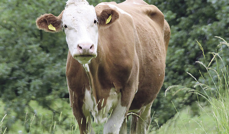 Tiere sind Lebewesen mit Eigenwert. Ihr Wohl ist bei der Haltung und bei der Nutzung ihrer Produkte zu berücksichtigen.