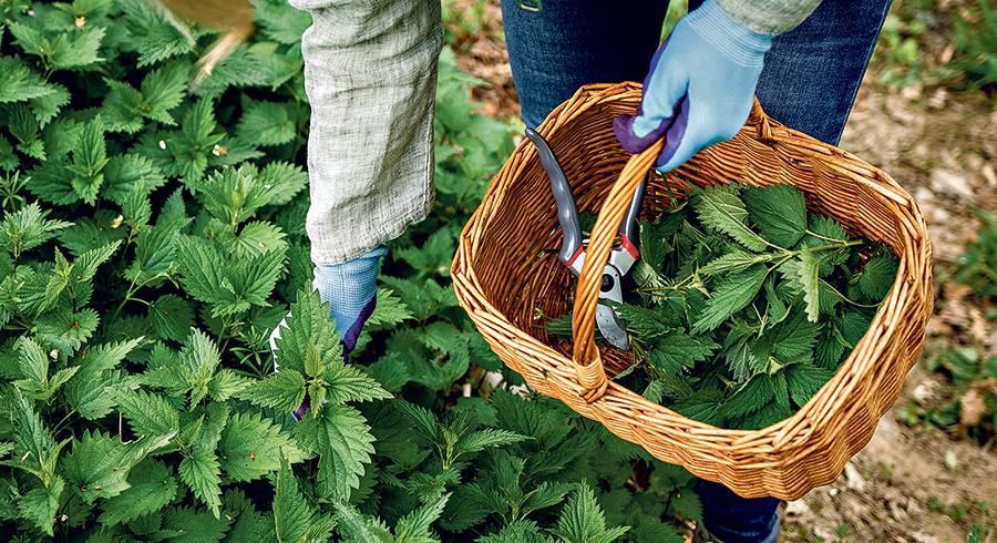 Wer jetzt Brennnesseln sammelt, kann sich einen Vorrat an Brennnesseltee für den Winter anlegen. / Encierro/Adobe Stock Wer jetzt Brennnesseln sammelt, kann sich einen Vorrat an Brennnesseltee für den Winter anlegen.