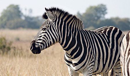 Warum hat das Zebra Streifen?