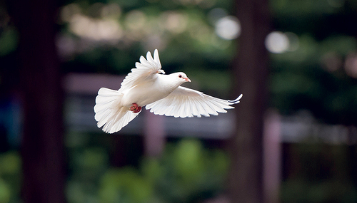 Kraftvoll und sanft zugleich: Die Taube ist ein uraltes Symbol für den Heiligen Geist. pixabay.com/kieutruongphoto / pixabay.com/kieutruongphoto Kraftvoll und sanft zugleich: Die Taube ist ein uraltes Symbol für den Heiligen Geist. pixabay.com/kieutruongphoto
